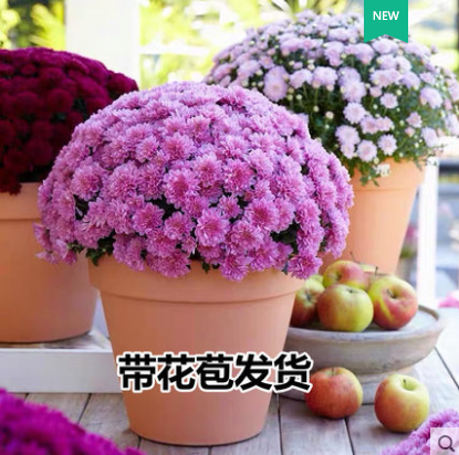 %title插图%num 几十万都买不到直通车思路,数据详解
